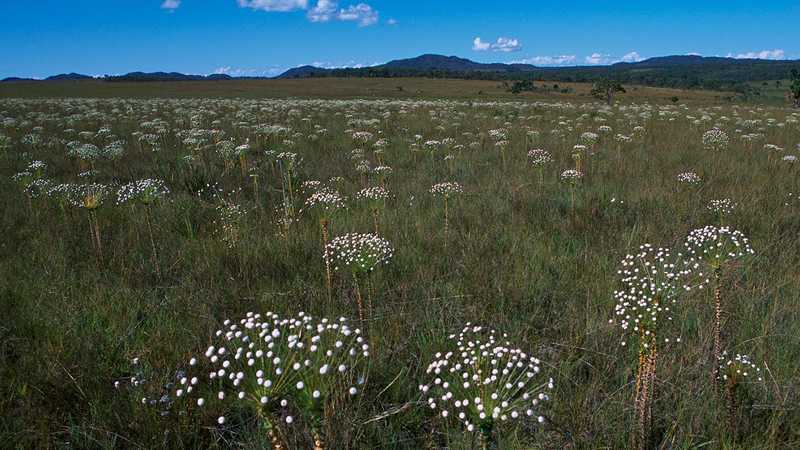 White flowers blooming in a grassy field.
