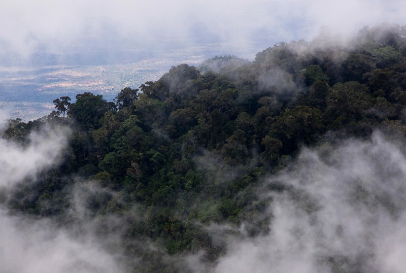 A plane soaring above a thick forest filled with towering trees and billowy clouds.
