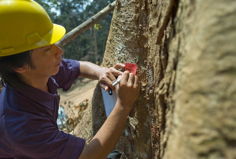 A man wearing a hard hat is inscribing something on a tree with a pencil.