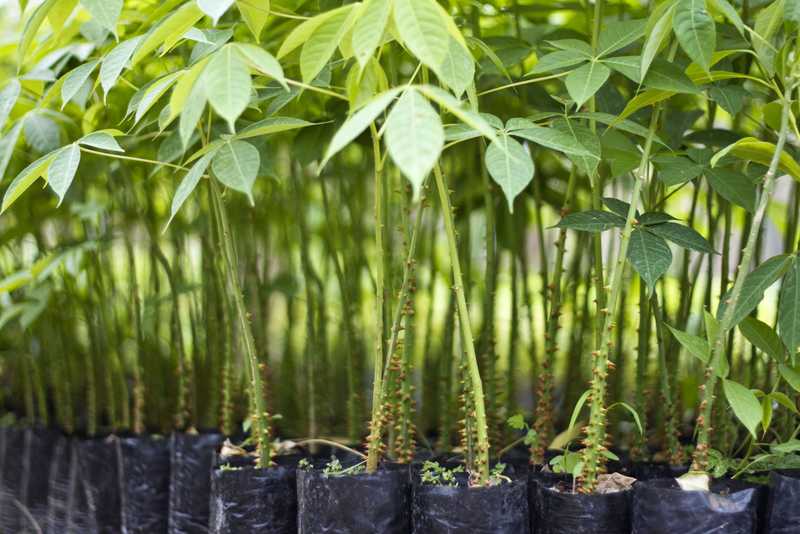 young plants in black plastic bags lined up in a row, ready for planting in the garden.