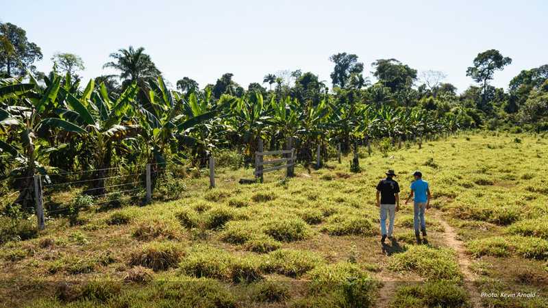 Two individuals strolling in a banana field.