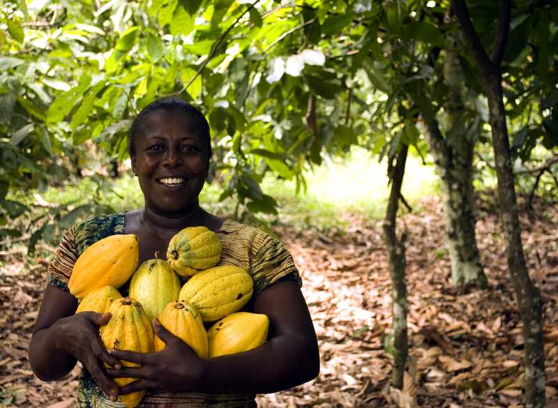 Female farmer displaying freshly harvested cocoa beans, ready for processing.