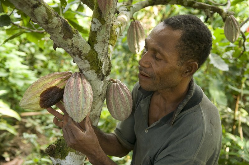A man harvesting cocoa beans from a tree.
