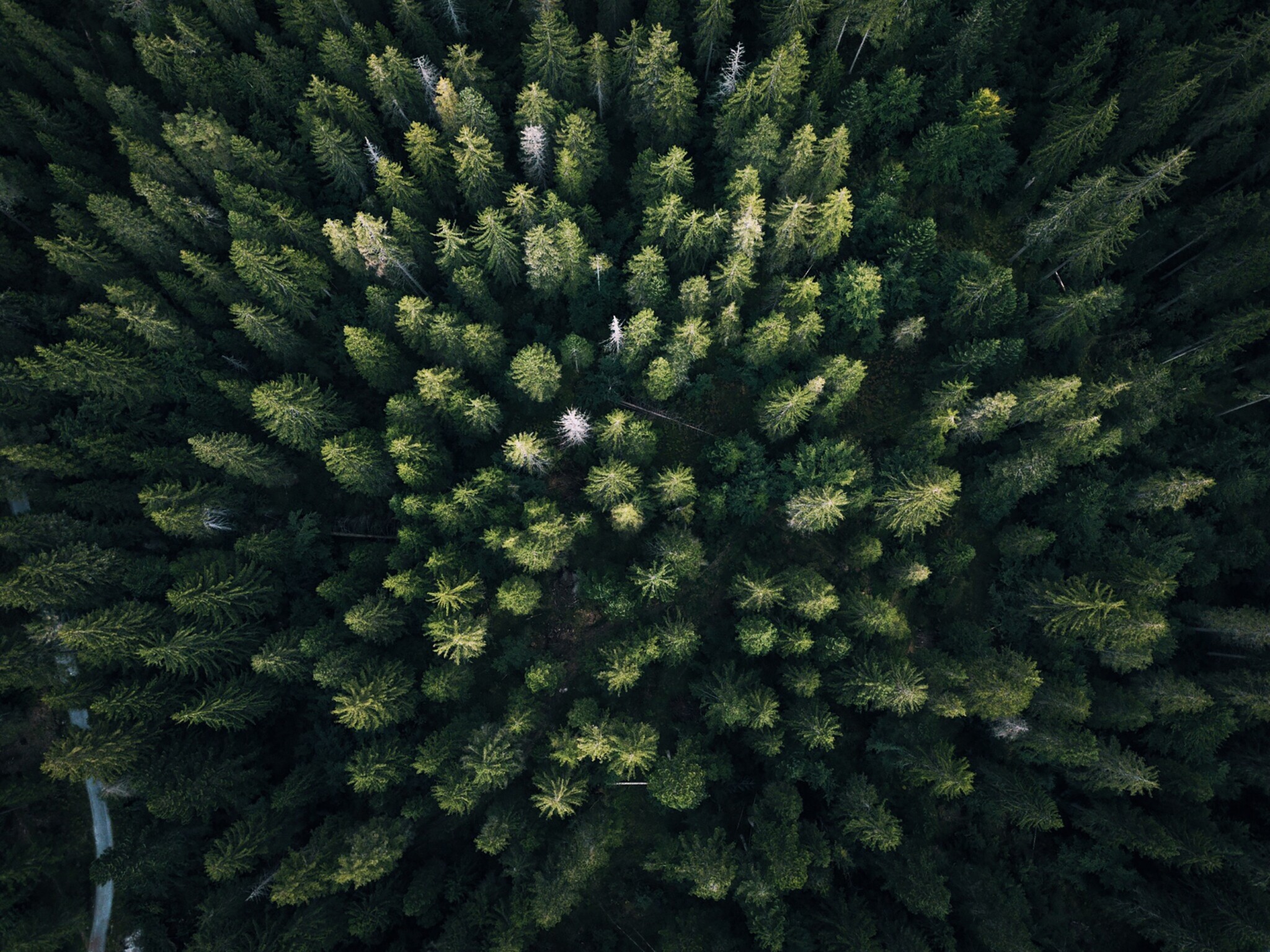 Lush green trees in a dense forest seen from above.