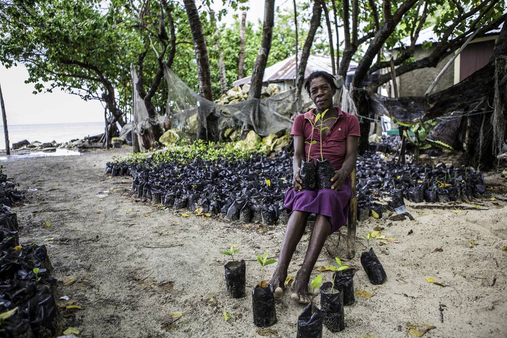 Haiti women carrying some mangroves ready to be planted