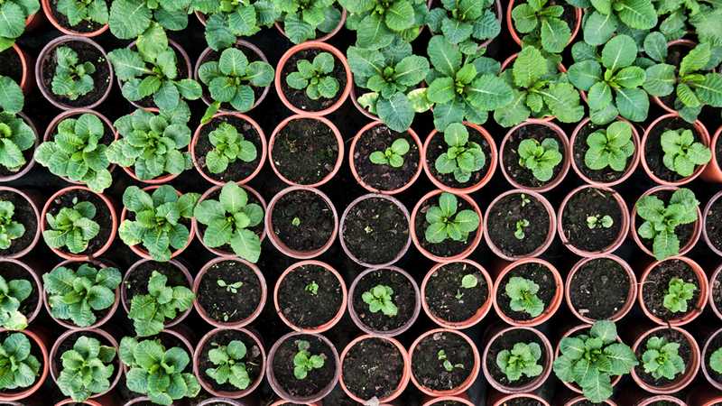 Green plants in pots lined up neatly, creating a beautiful display.