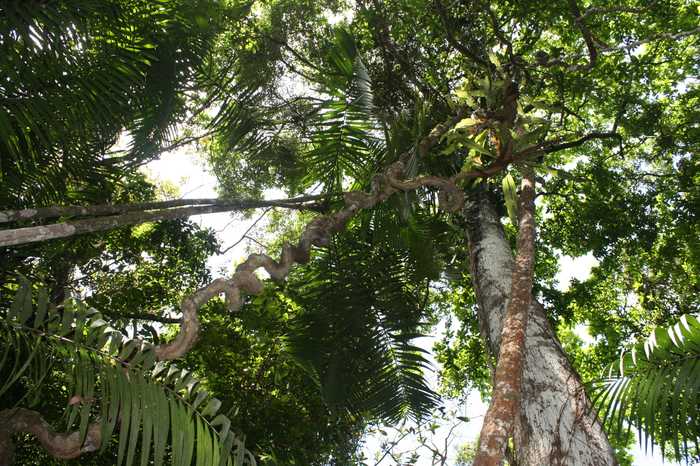 large tree with numerous branches and lush green leaves, showcasing its expansive canopy and natural beauty.