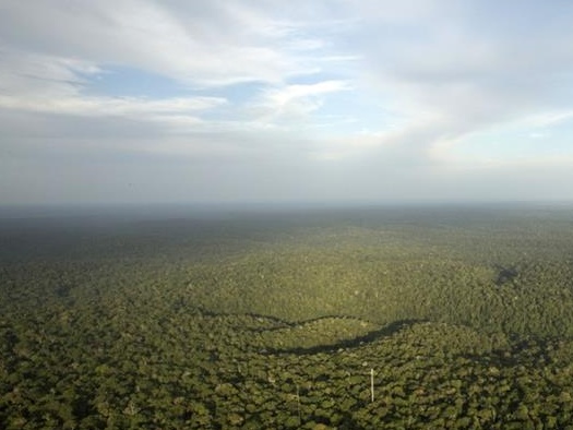 An aerial view of a dense forest with a winding river cutting through the trees.