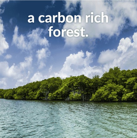 A man on a boat looks at a lush forest rich in carbon with dense canopies.