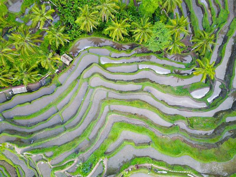Scenic aerial shot of Bali's rice terraces, a stunning display of agricultural beauty in Indonesia.