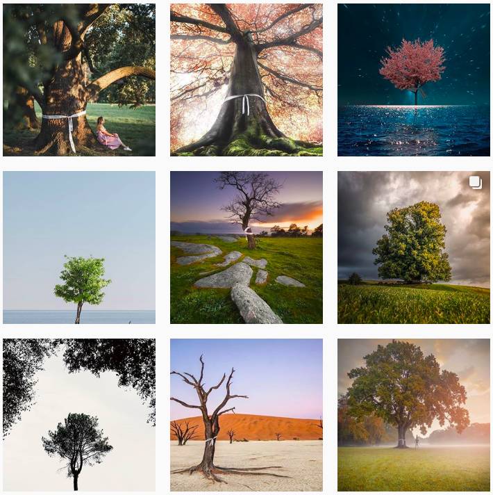 A variety of tall and lush trees of different sizes, shapes, and colors under a blue sky.
