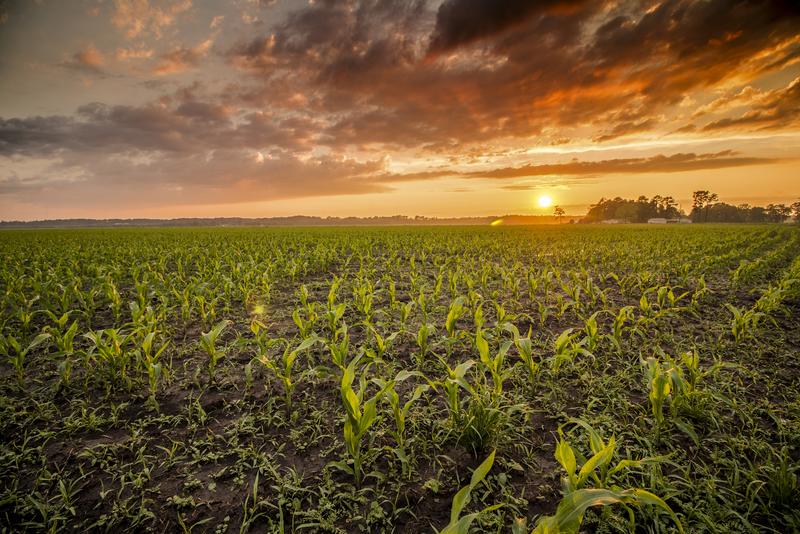 A beautiful sunset over a field of golden corn, with the sky painted in shades of orange and pink.