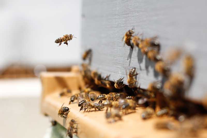 Bees flying around hive on wooden board.
