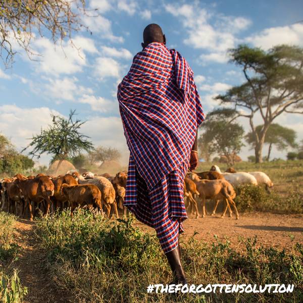A man in a plaid shirt walking with cattle in a rural field.