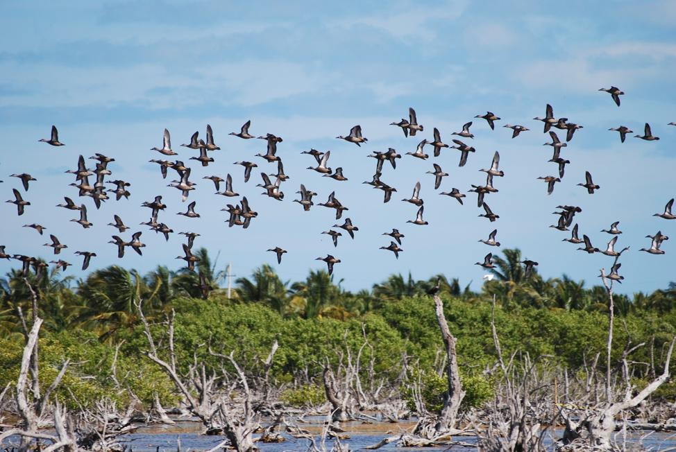 A flock of birds flying over a marsh, with tall grass and water visible below.