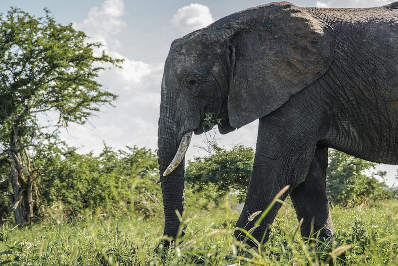 An elephant stands majestically in a field, with a solitary tree rising in the background under a clear sky.
