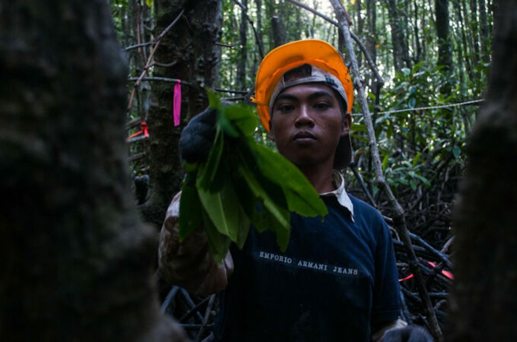 A man wearing a hat stands in the forest, holding a leaf in his hand amidst the greenery.