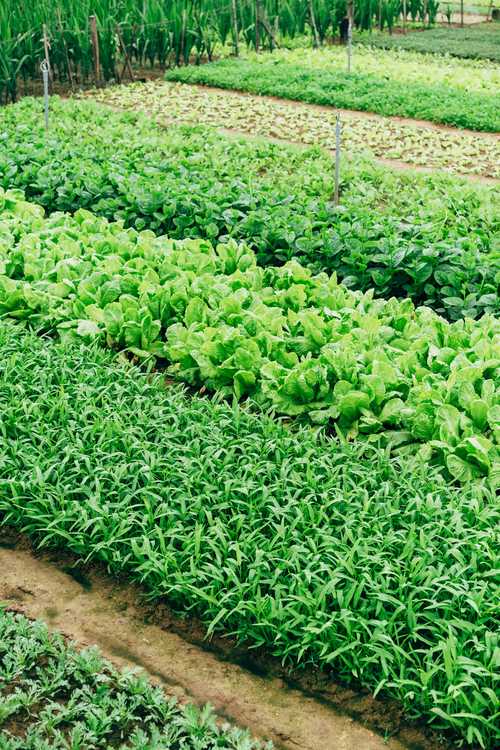 A sprawling vegetable field, abundant with greenery, representing the vitality of farming and the growth of fresh produce.