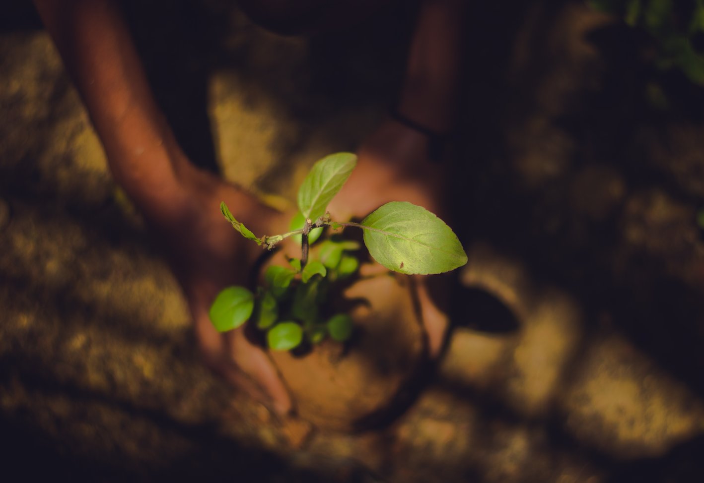 A person gently holding a small green plant in their hands.