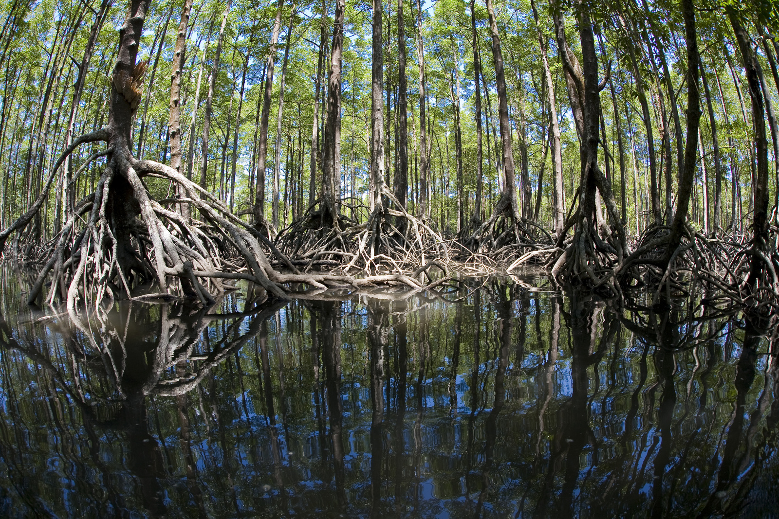 nature based solutions case study