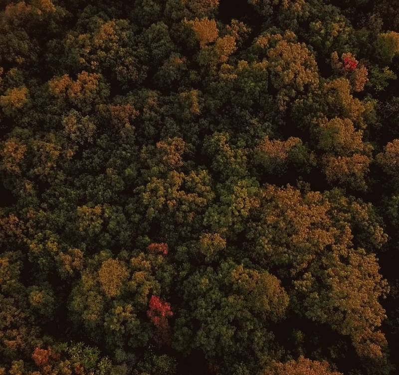 Aerial view of colorful autumn trees in a forest.