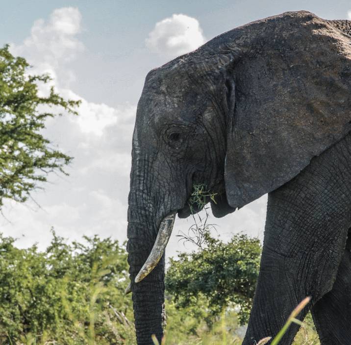 close up shot of an elephant eating grass