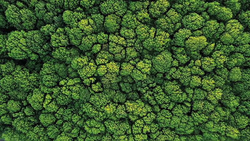 Overhead perspective of a vibrant green forest, highlighting the rich foliage and natural patterns of the treetops.