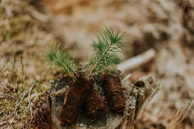 small tree sprouts from a weathered stump, symbolizing resilience and new beginnings in nature.