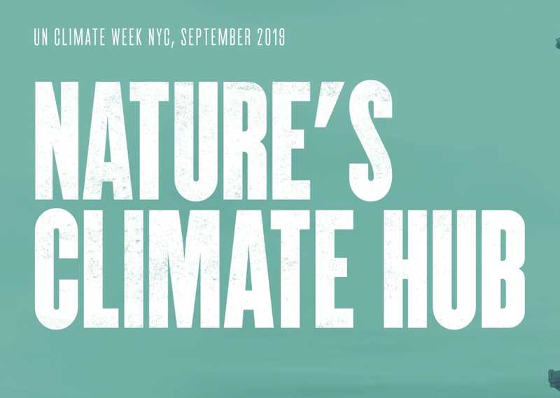 A serene natural environment filled with greenery, illustrating the vital connection between nature and climate stability.