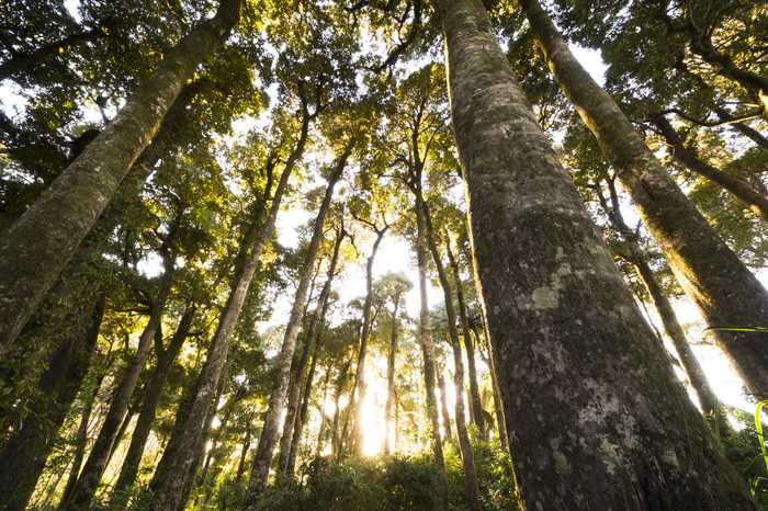 Sunlight filters through the lush green canopy of a serene forest, creating a tranquil and illuminated atmosphere.