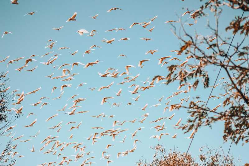 Birds in flight against a backdrop of a cloudless sky.