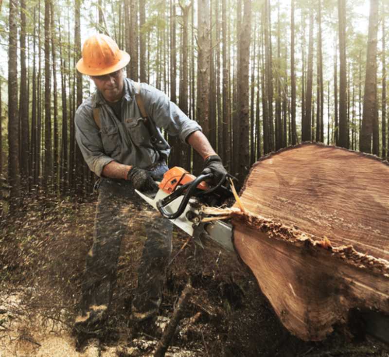 An individual operating a chainsaw to fell a tree in a wooded area.