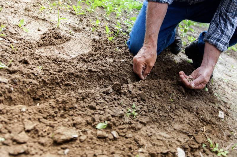 A man planting a seed in the dirt, under a clear sky.