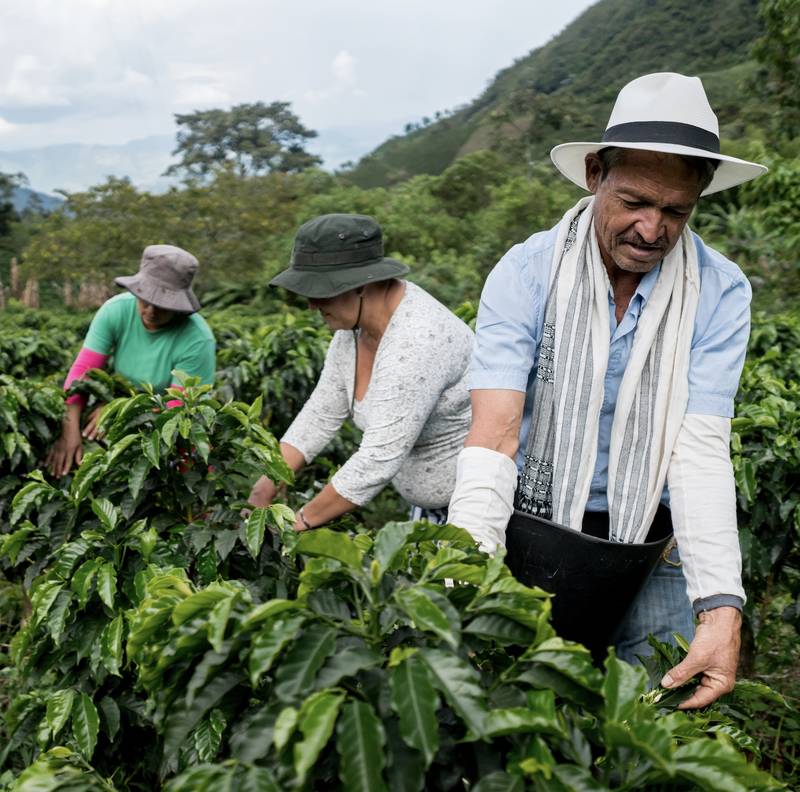 A man and woman harvesting beans in a lush field under the bright sun.