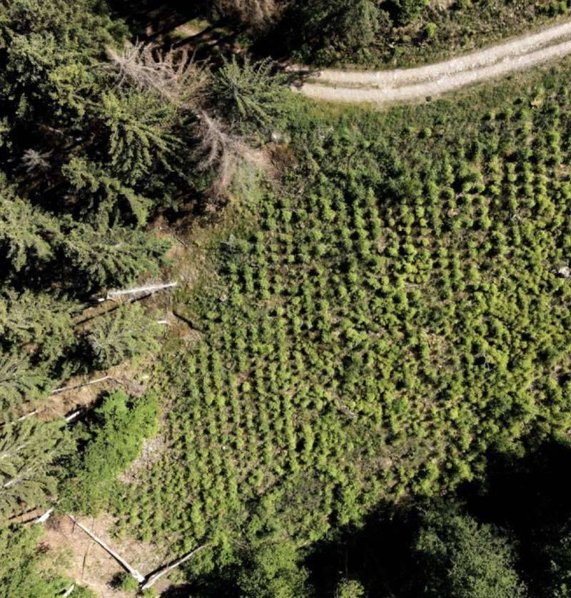 Aerial view showcasing a forest filled with trees bordered by a winding road cutting through the greenery.