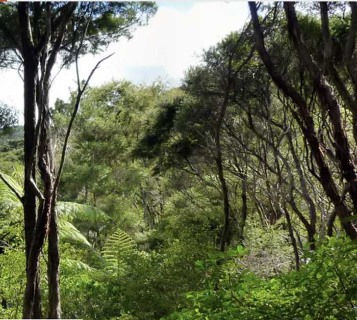 overlook showcasing a vibrant forest landscape from the elevated position of a hilltop against a bright sky.