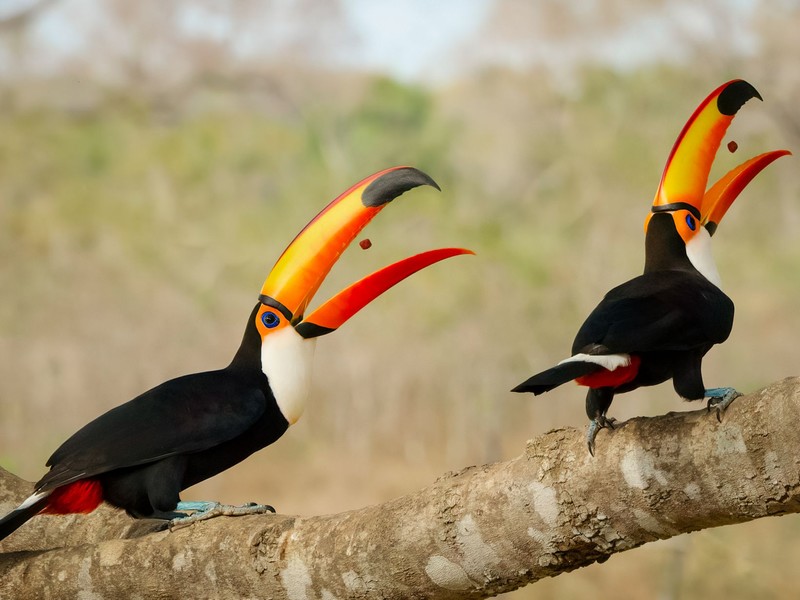 Two colorful toucans with large beaks perched on a thick tree branch in a tropical forest.