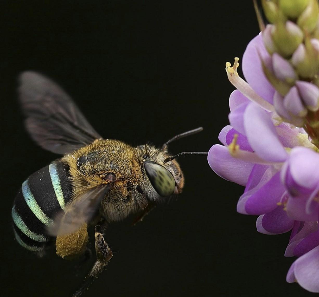 A bee with a green and blue striped body hovering near a purple flower.