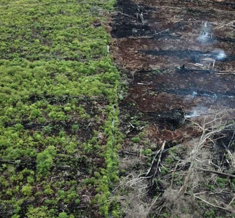 Aerial perspective of a burned forest, revealing the extensive damage caused by fire, with remnants of charred vegetation.