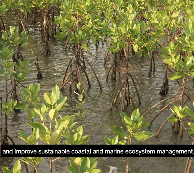 The growth of mangrove trees in water helps enhance the management of sustainable coastal and marine ecosystems.