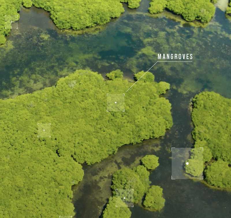 shot of mangrove forest featuring 'Salvador' inscription.