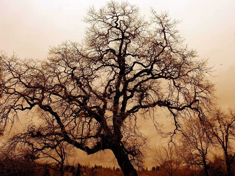 Barren tree standing alone in a vast field, devoid of leaves, under a clear blue sky.