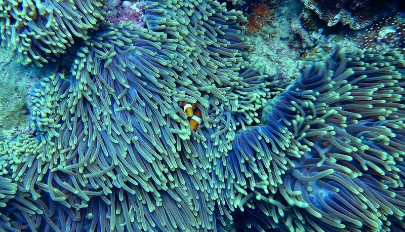 An anemone clownfish swims gracefully among vibrant corals in the Sea, showcasing its striking orange and white colors.
