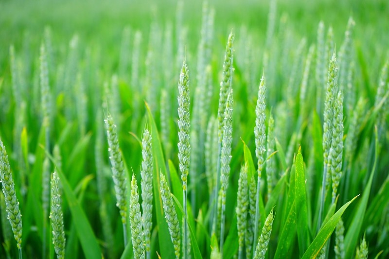 Lush green rice field at sunrise, with dew glistening in the morning light.