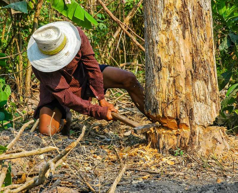 A man in a hat cutting down a tree with an axe in a forest.