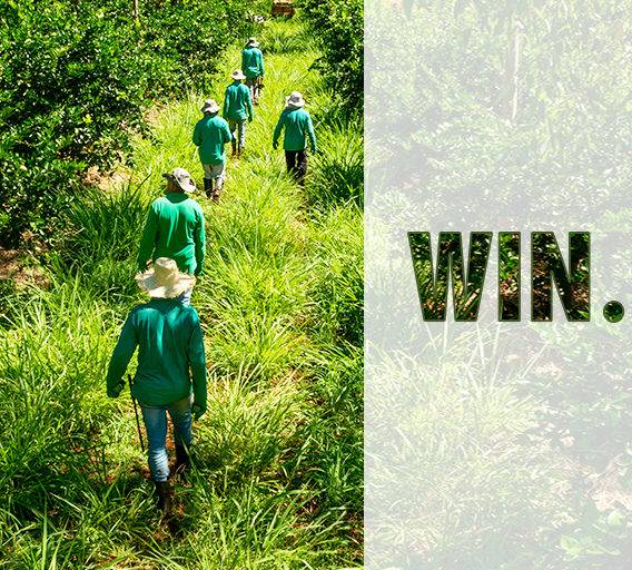 fruit pickers checking trees