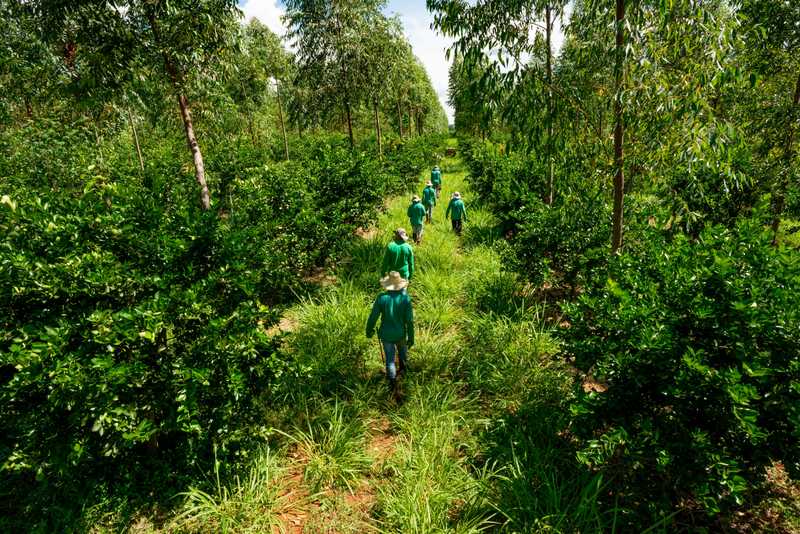Group of workers in green shirts walking through lush orchard, picking ripe fruits.