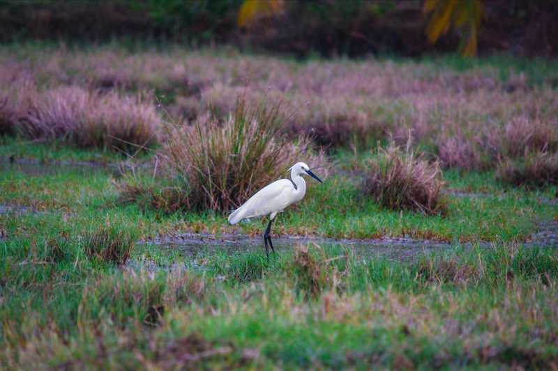 A white bird stands gracefully amidst a lush green field of grass, showcasing its elegance in a natural setting.