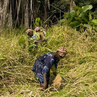 nature based solutions case study