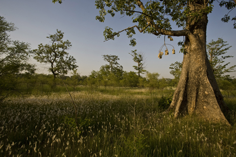 nature based solutions case study